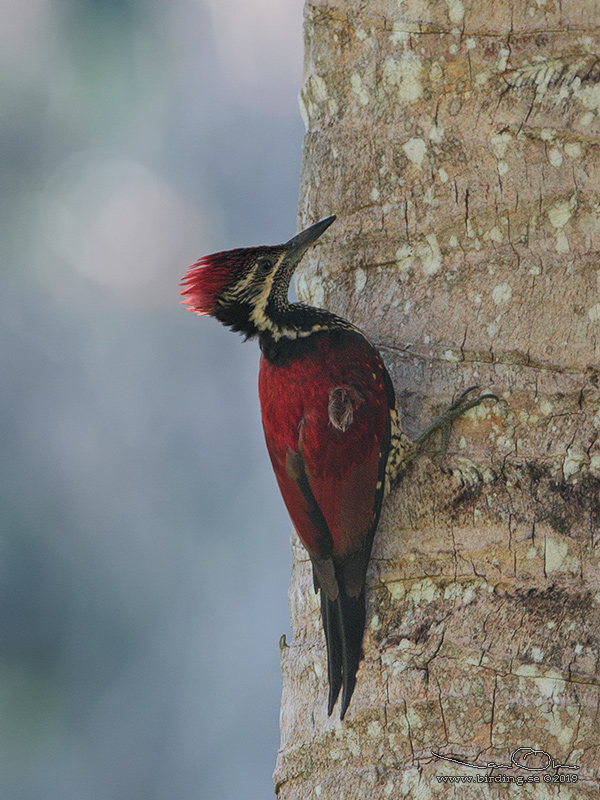 RED-BACKED FLAMEBACK (Dinopium psarodes) - Stäng / close